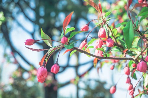 Foto d'estoc gratuïta de flors