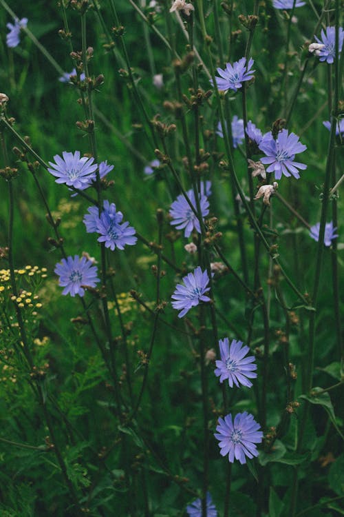 Imagine de stoc gratuită din cicoare comună, dezvoltare, flori mov