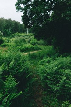Serene forest path surrounded by lush ferns and greenery, perfect for nature exploration.