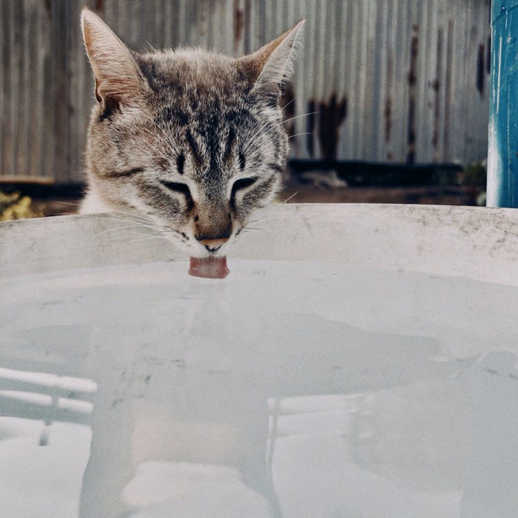 Cat Drinking Water