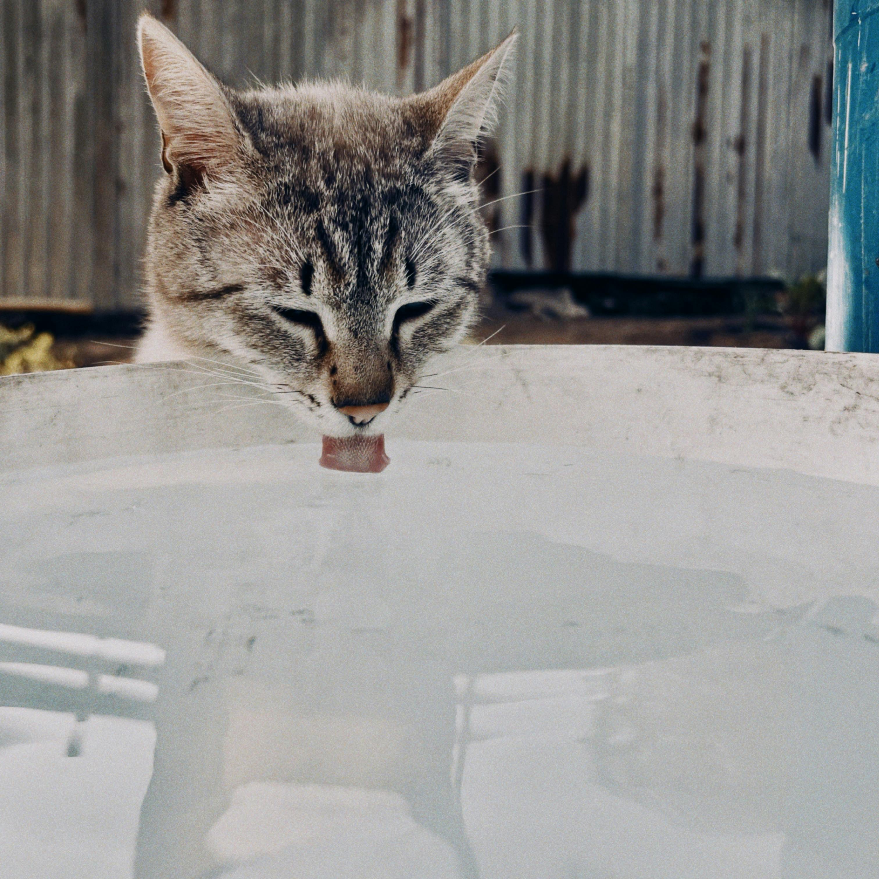 A cat drinking from a water bowl · Free Stock Photo