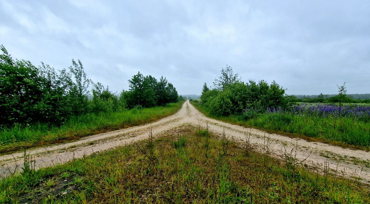 Zwei Feldwege, die sich über eine Wiese hinweg unter einem bedeckten Himmel trennen