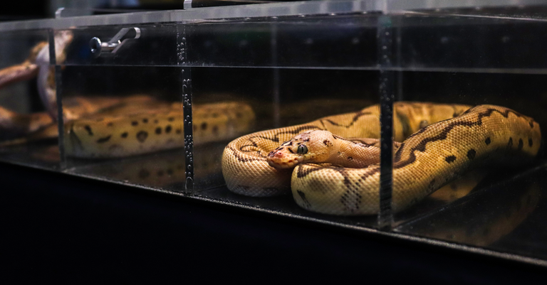 National Reptile Zoo marks 20 years of operation in Kilkenny
