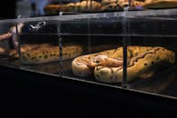 Python in Glass Box