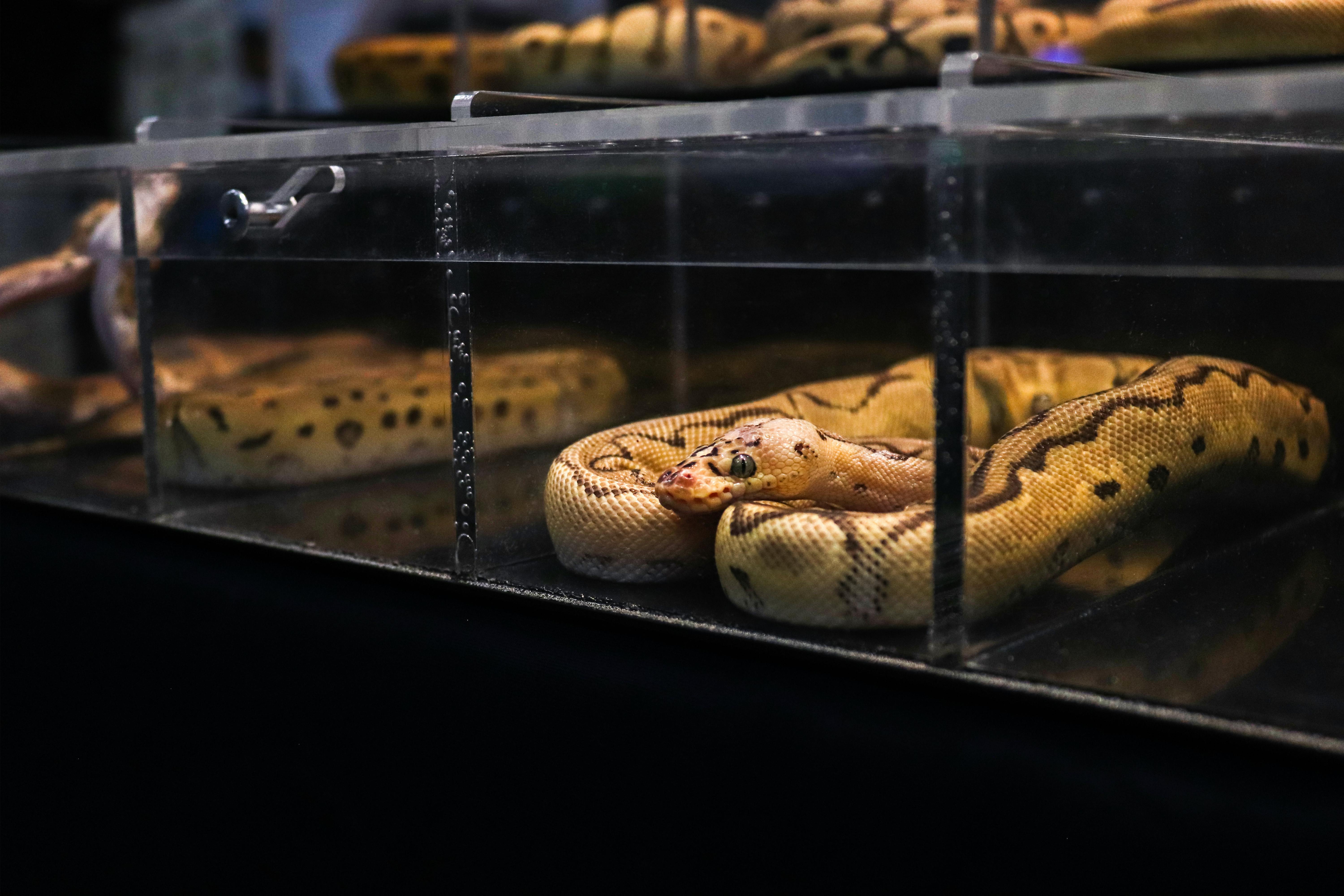 Python in Glass Box · Free Stock Photo