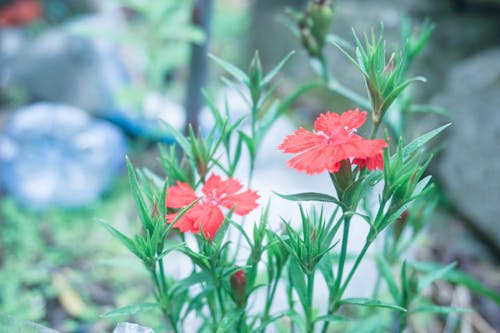 Foto d'estoc gratuïta de flors