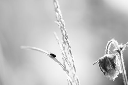 Foto profissional grátis de animais selvagens, animal, antena