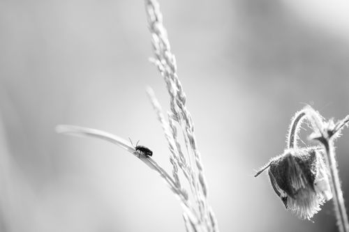 Free stock photo of animal, antenna, beetle Stock Photo