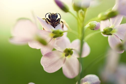 Free stock photo of bee, best friends, bright