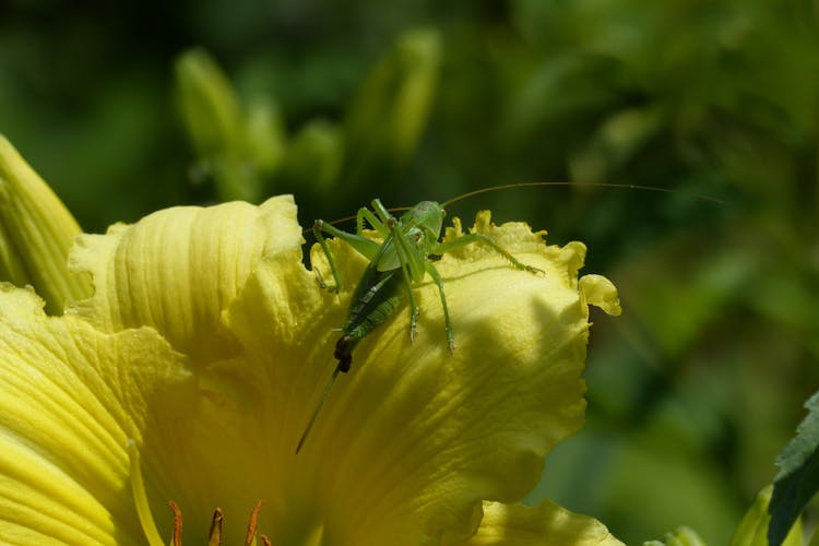 Grasshopper On A Yellow Flower 