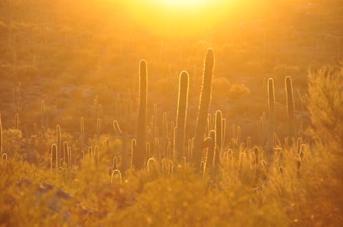 Yellow Sunset Sunlight over Cactus Plants