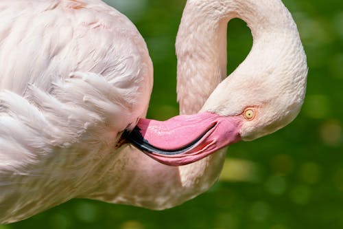 Kostnadsfria Kostnadsfri bild av djurfotografi, fågel, flamingo Stock foto