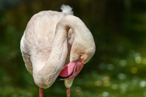 Kostnadsfria Kostnadsfri bild av djurfotografi, fågel, flamingo Stock foto