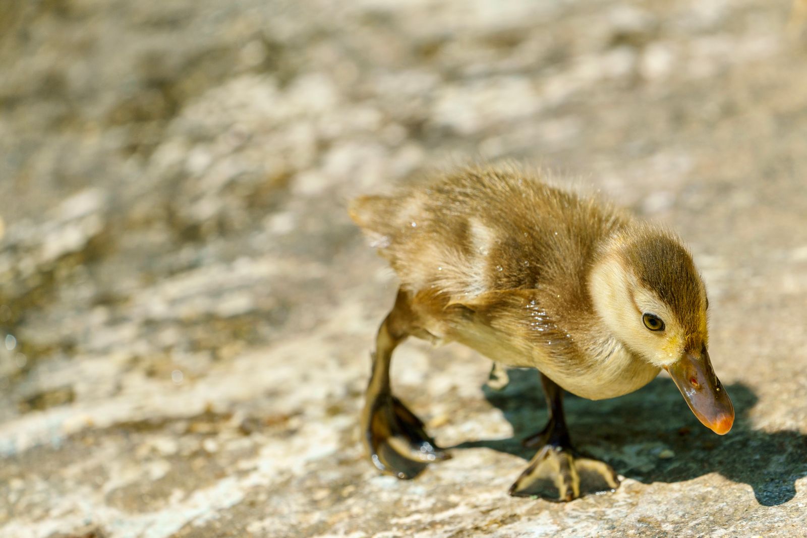 Ducklings Loading Selective Focus Photography of Yellow Ducklings Standing on Green Grass ...