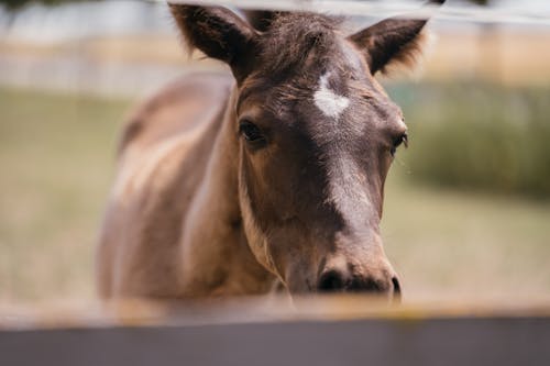 Brown Horse on a Meadow 