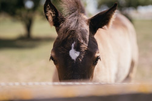 Gratis arkivbilde med brun, dyrefotografering, hest