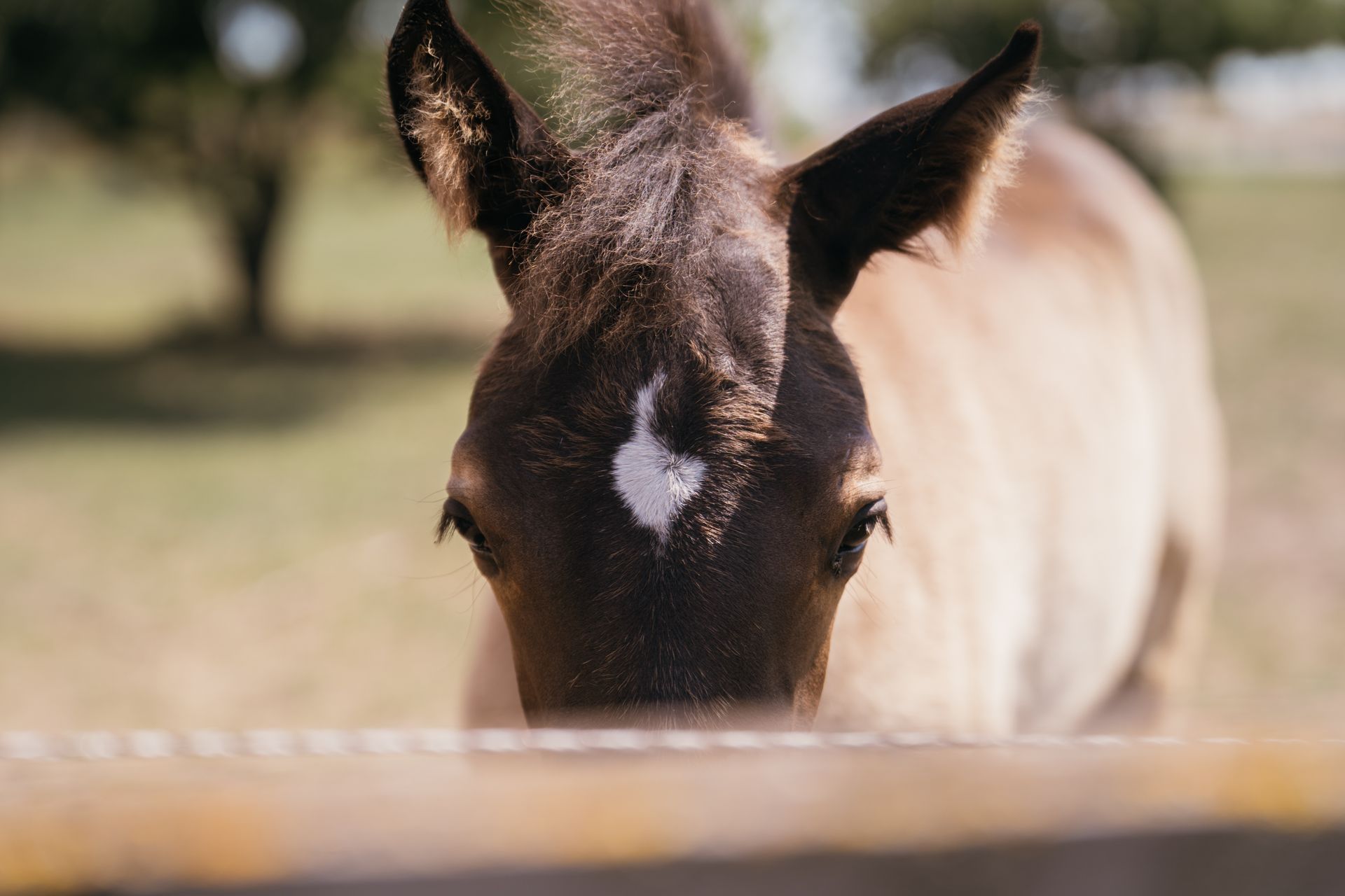 Close-up view of a horse with a unique face marking in rural Groß Kreutz, Germany.