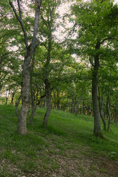 Green Trees and Grass in Forest