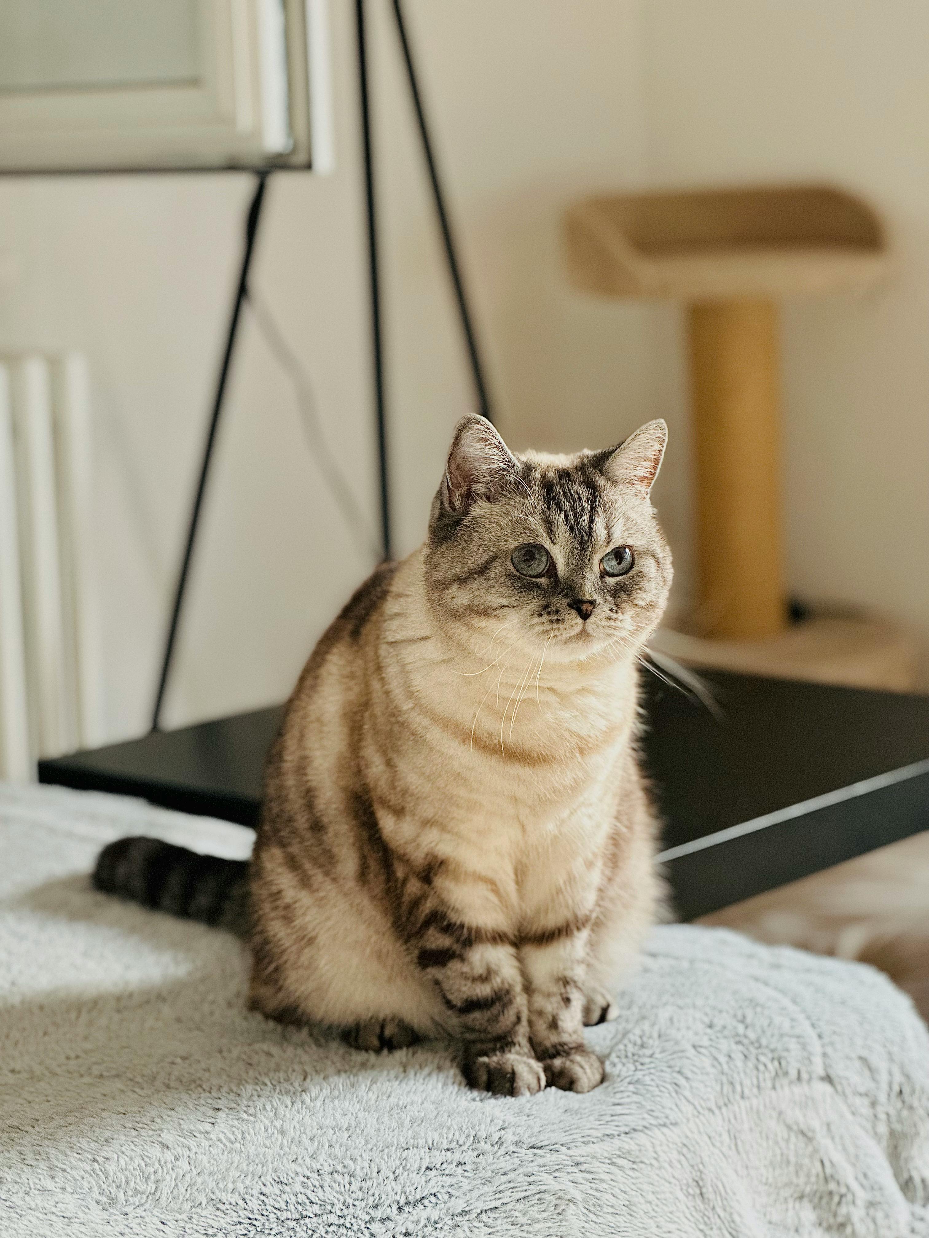 Cat in Bedroom · Free Stock Photo