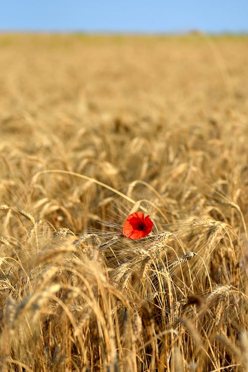 A Poppy between Wheat on a Field 