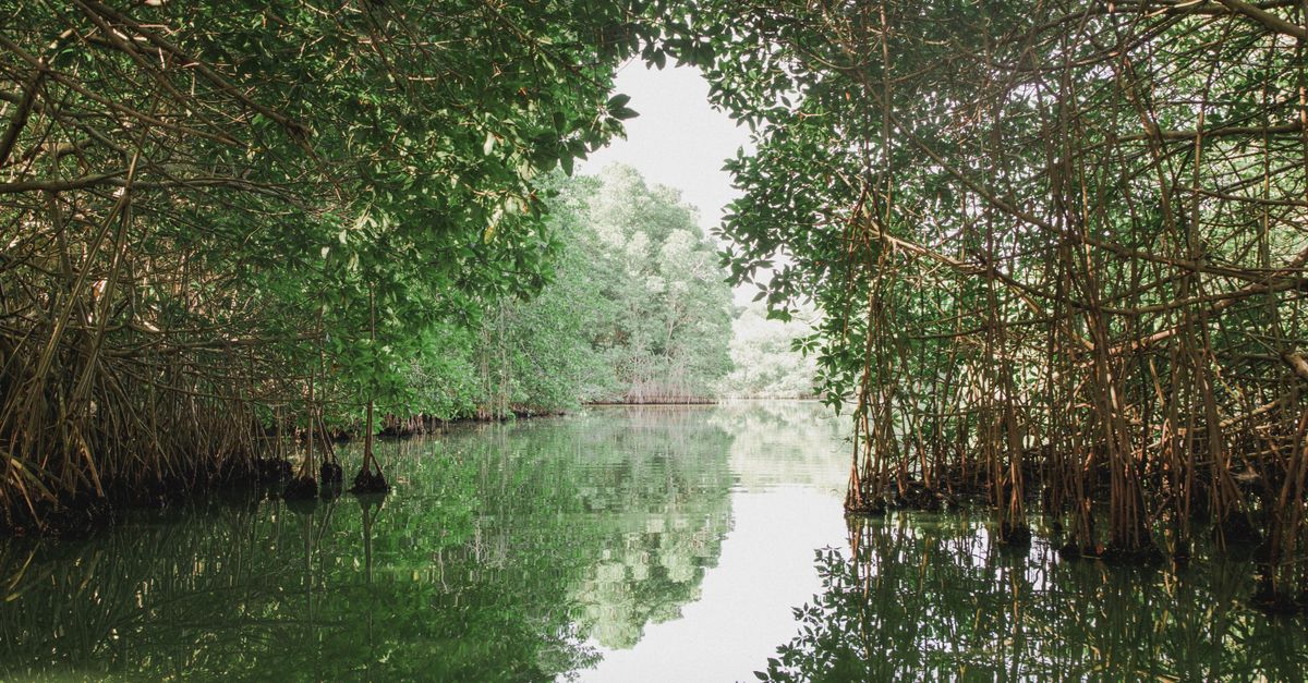 Peaceful view of a tropical mangrove forest with lush greenery and water reflections.