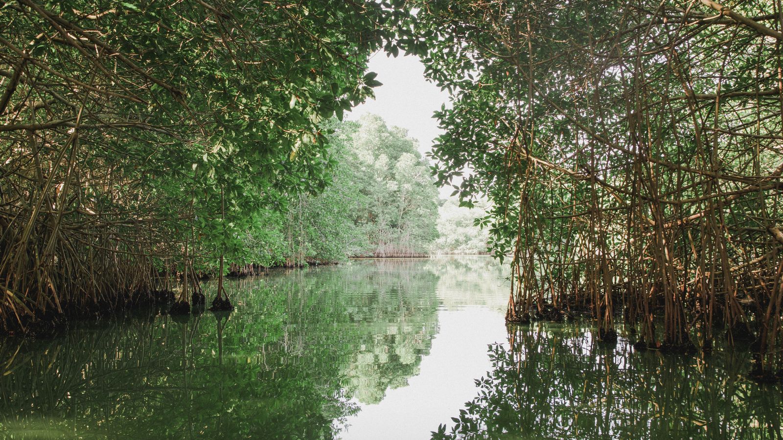 A river in a forest, Equatorial Guinea