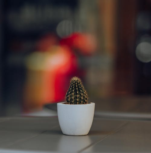A Small Cactus in a White Pot 