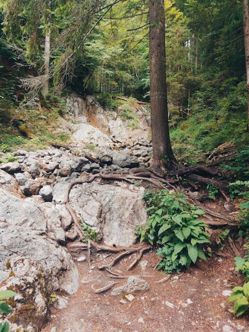 A Rocky Hiking Trail in the Forest