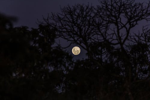 Foto profissional grátis de árvores, com silhueta, escuro