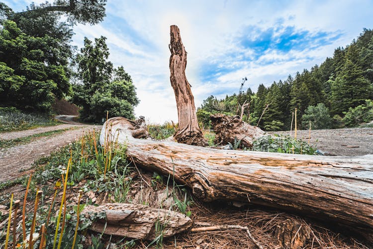 Dry Tree Logs On The Trail In Mountains 