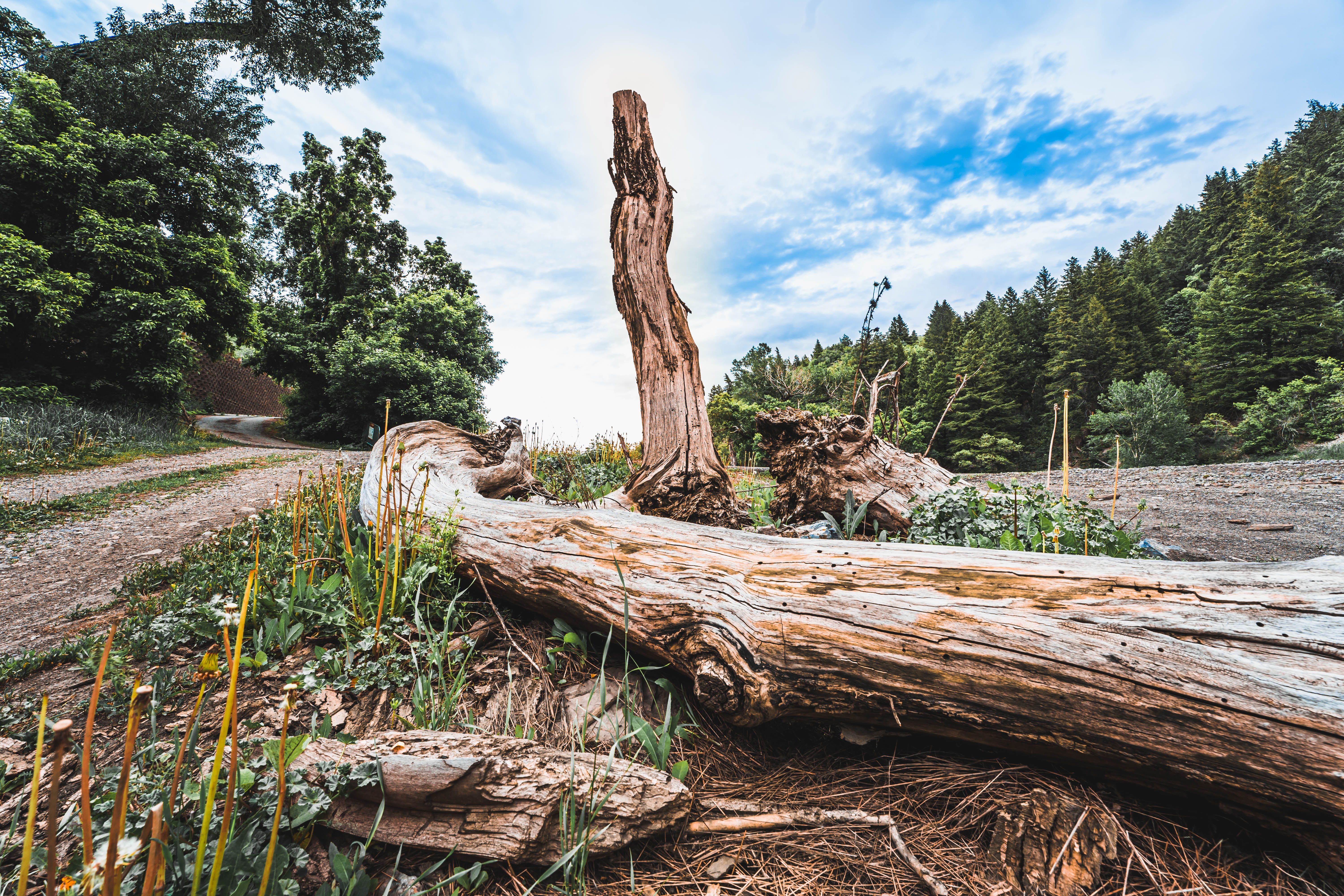 Dry Tree Logs on the Trail in Mountains · Free Stock Photo