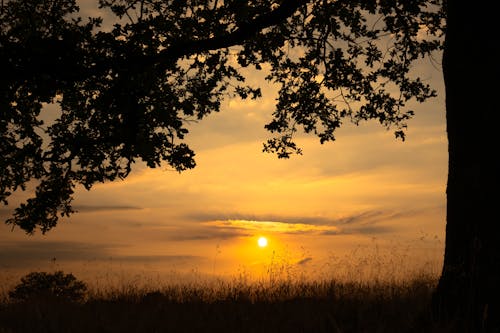 Free A tree is silhouetted against the setting sun Stock Photo