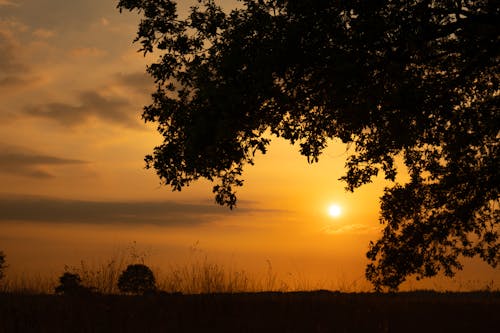 Fotobanka s bezplatnými fotkami na tému dedinský, listy, pastvina