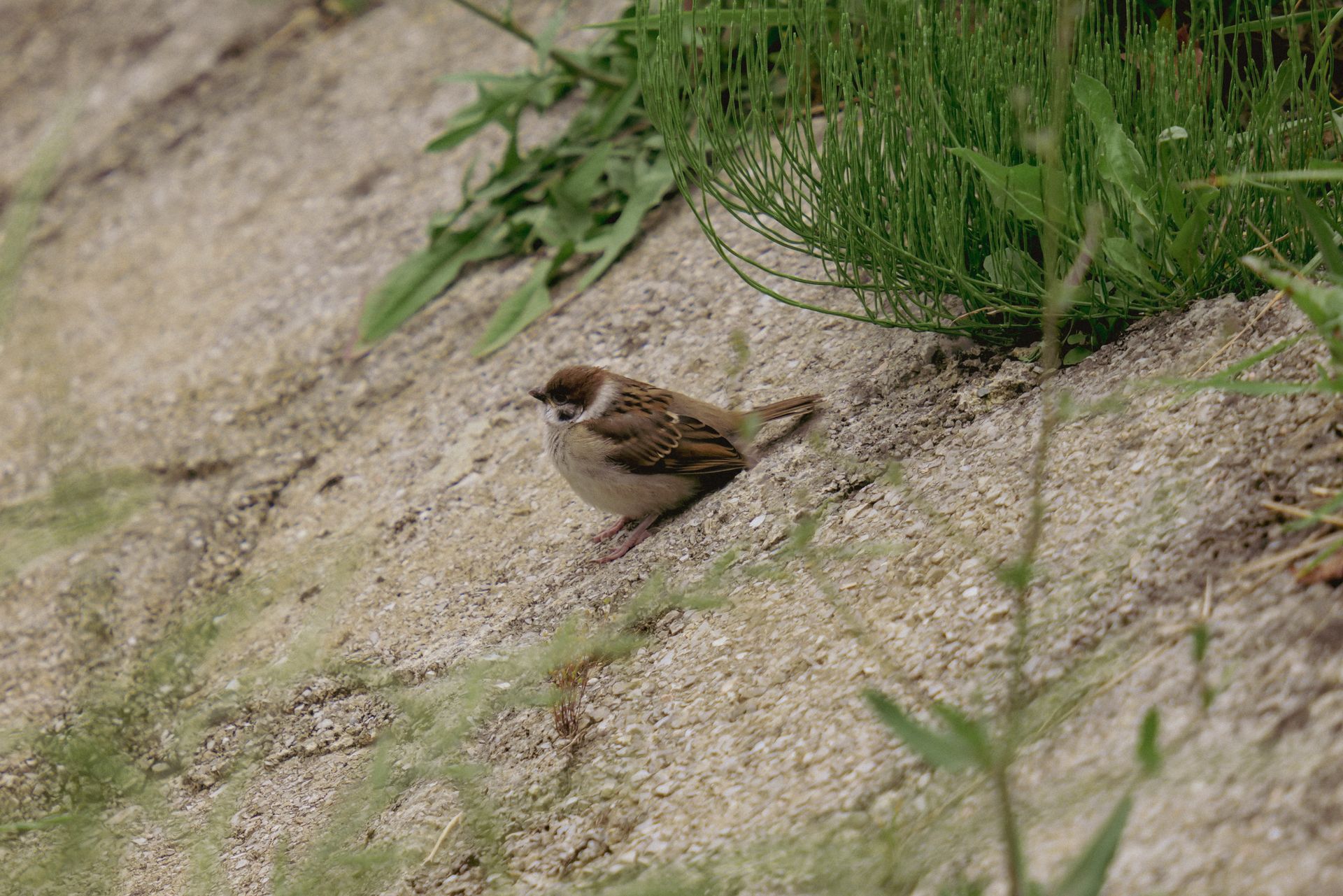 Eurasian tree sparrow perched on a textured concrete surface with surrounding greenery.