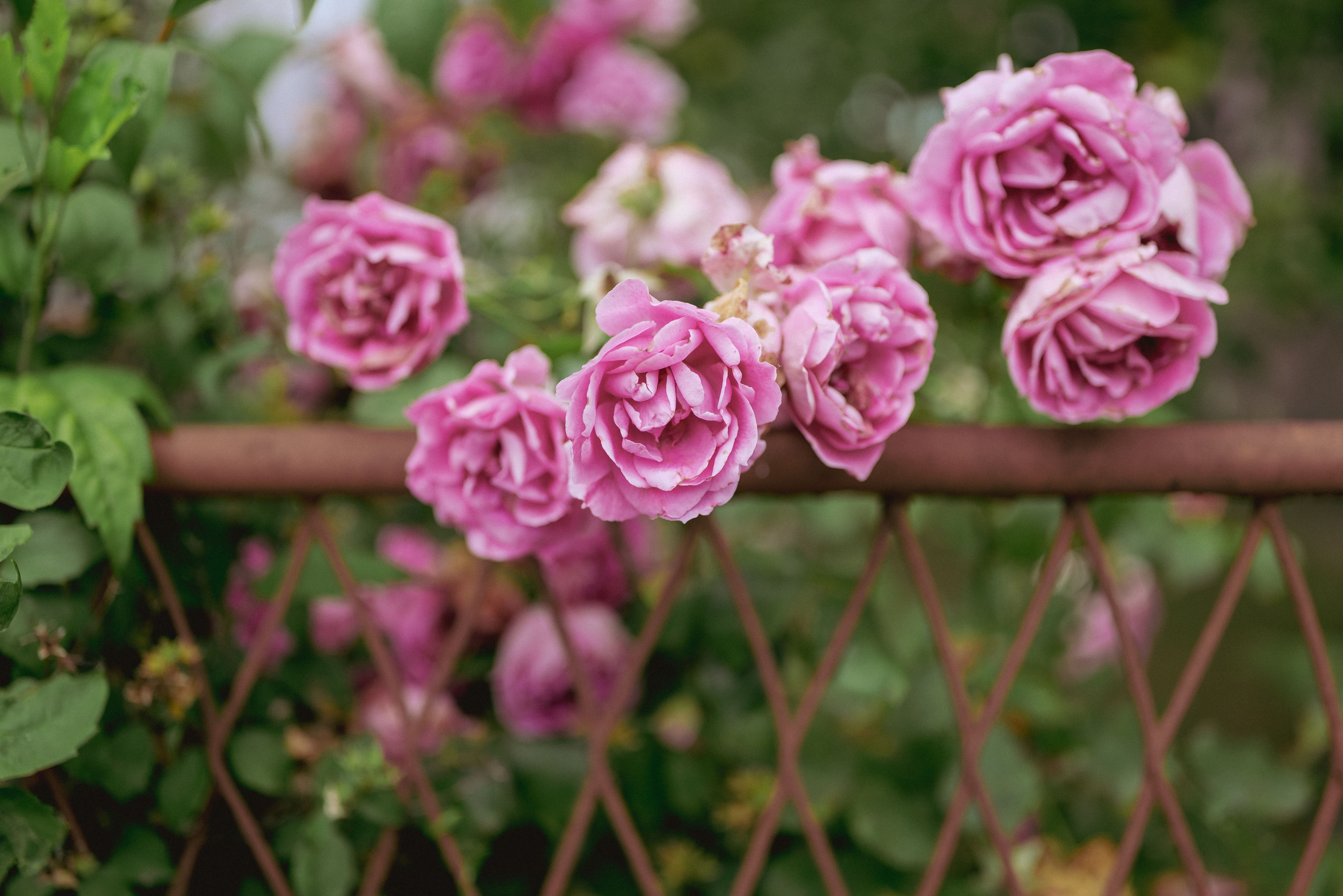 Pink Rose Flowers Blooming over a Garden Fence · Free Stock Photo