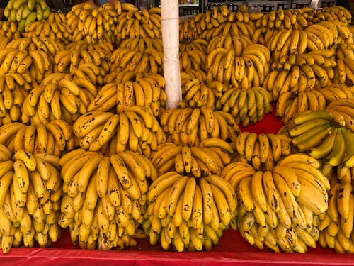 Foto profissional grátis de abundância, bananas, display