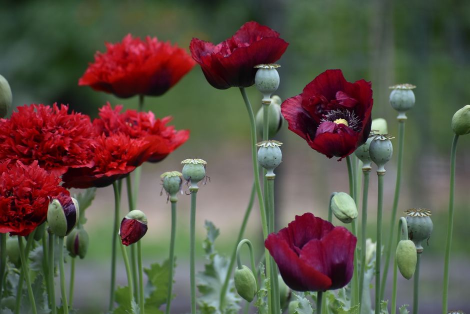 Beautiful red poppies with seed heads captured in a serene outdoor setting.