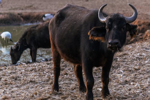 Gratis arkivbilde med afrikansk buffalo, afrikansk dyreliv, bøffel