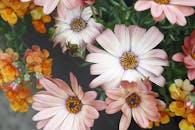 柔和的雏菊和橙子花在特写镜头下被捕捉，明亮的细节展现了大自然充满活力的春日色彩