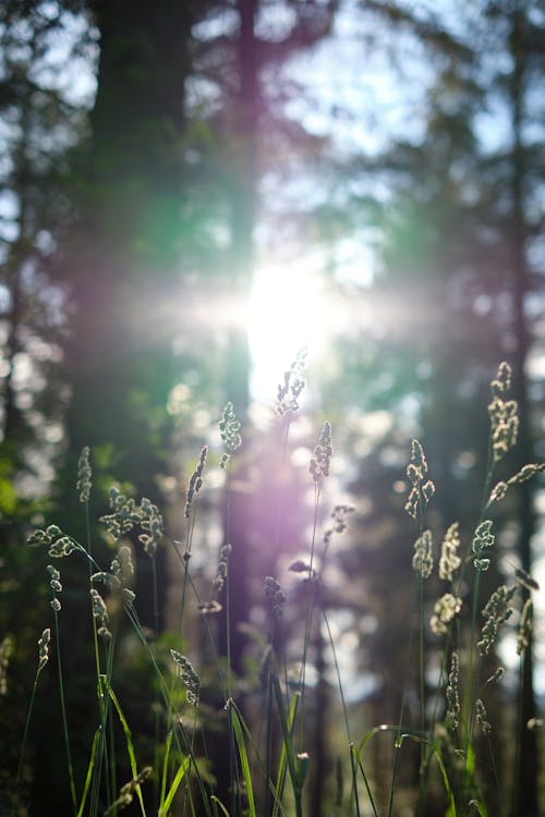 Sunlight over Plants in Forest at Sunset