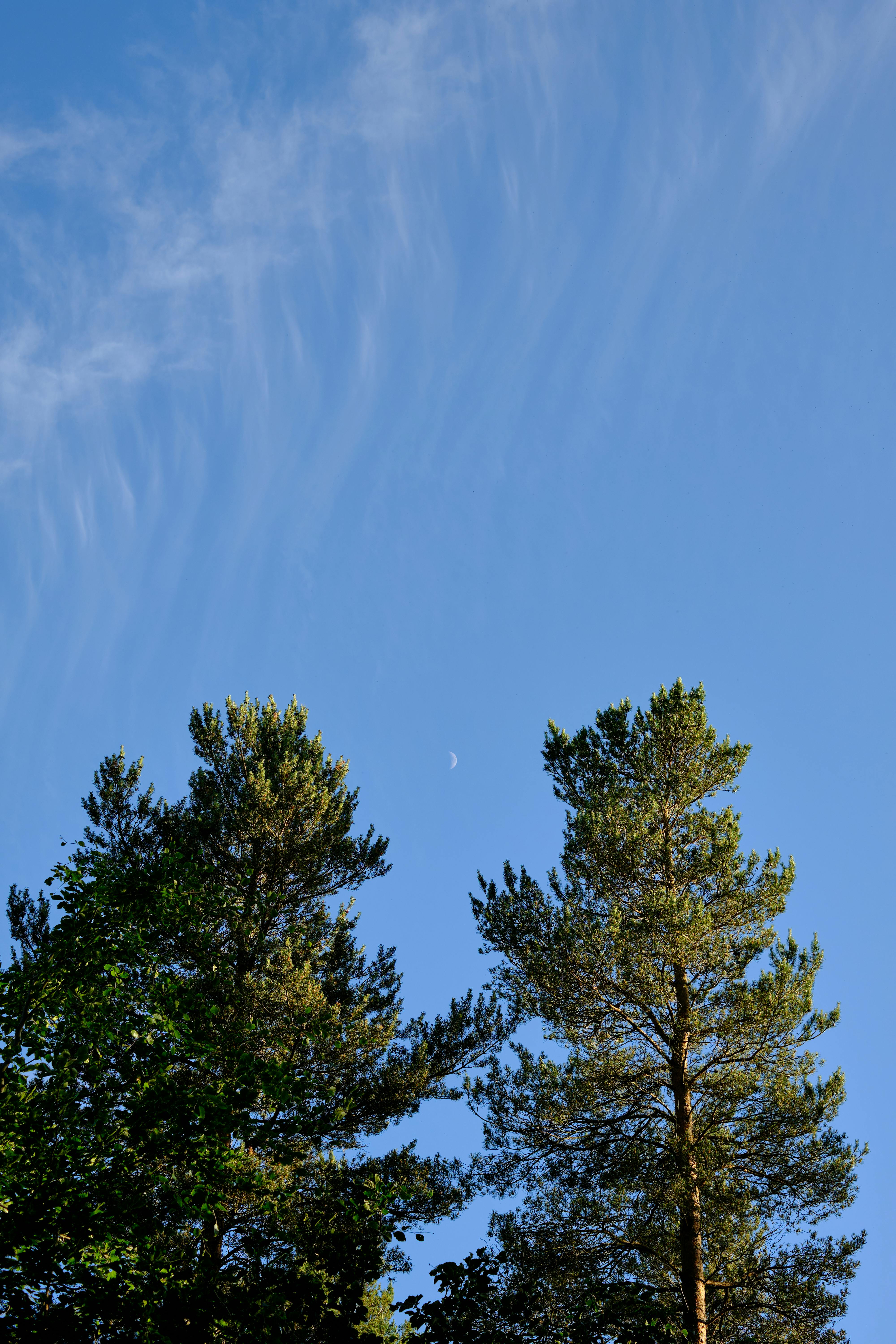 Lush pine trees reaching for a clear blue sky in Penrith, United Kingdom.