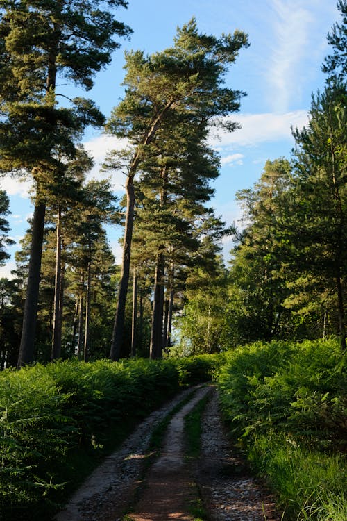 Green Trees around Dirt Road in Forest