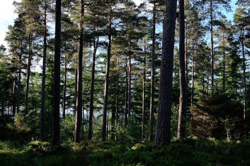 Ilmainen kuvapankkikuva tunnisteilla luonto, maisema, metsä