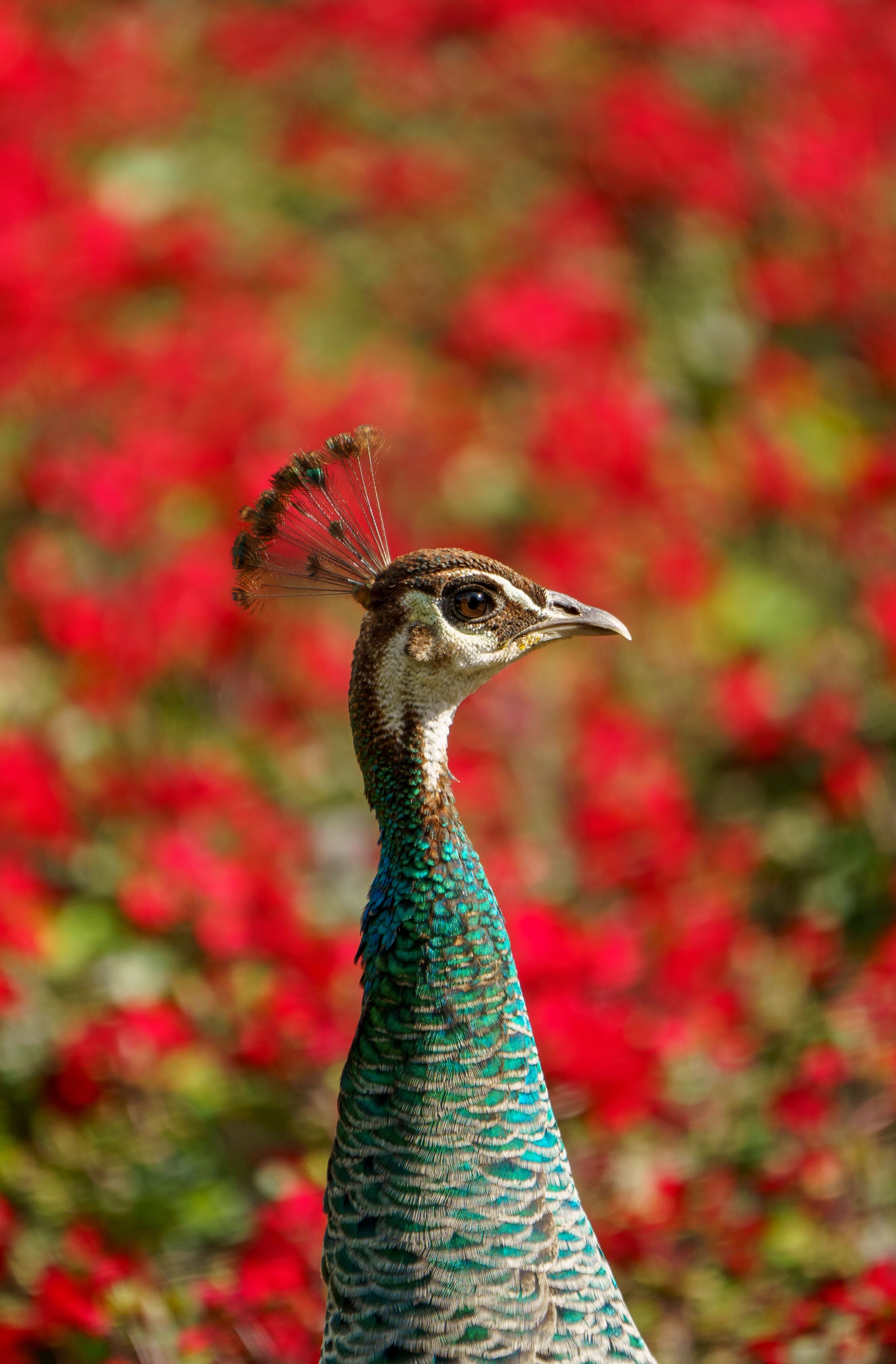 Close-up Photo of a Peacock · Free Stock Photo