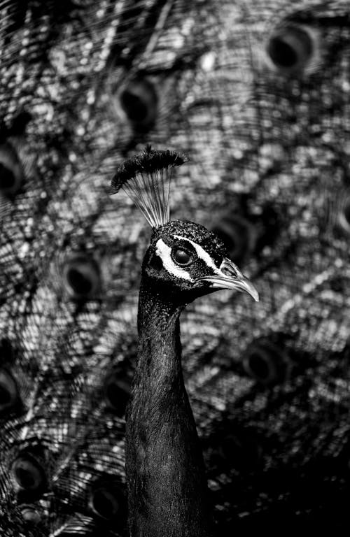 Peacock in Black and White