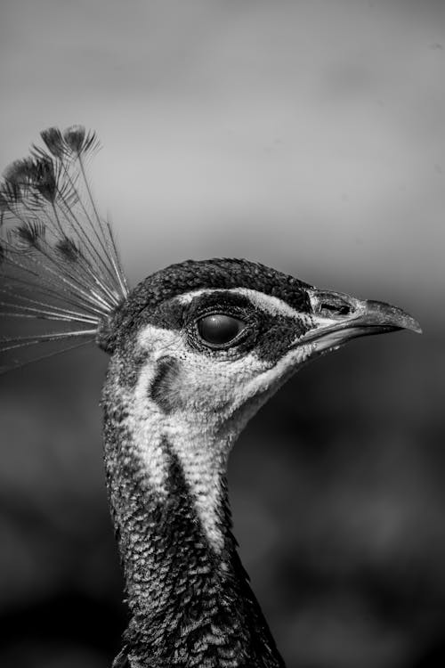 Black and White Photo of a Peacocks Head