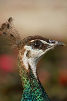 Detailed close-up of a peacock's head showcasing vibrant colors in Madrid.