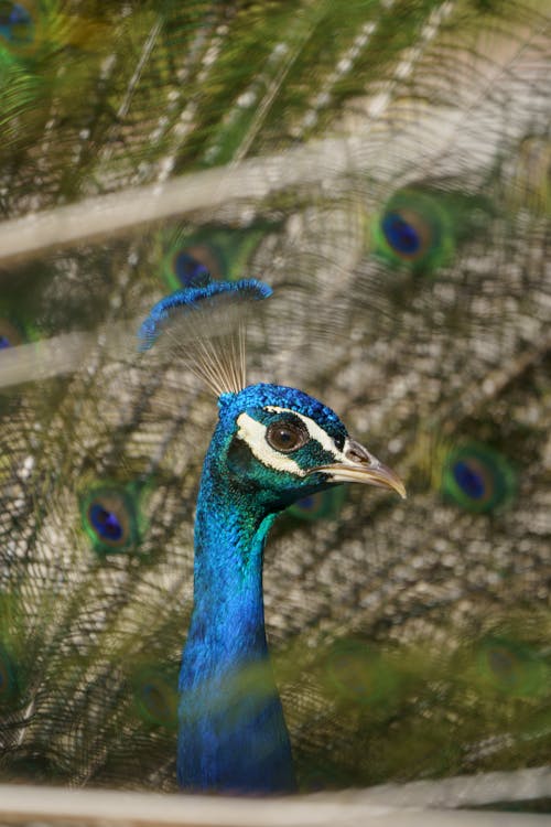 Head of Peacock