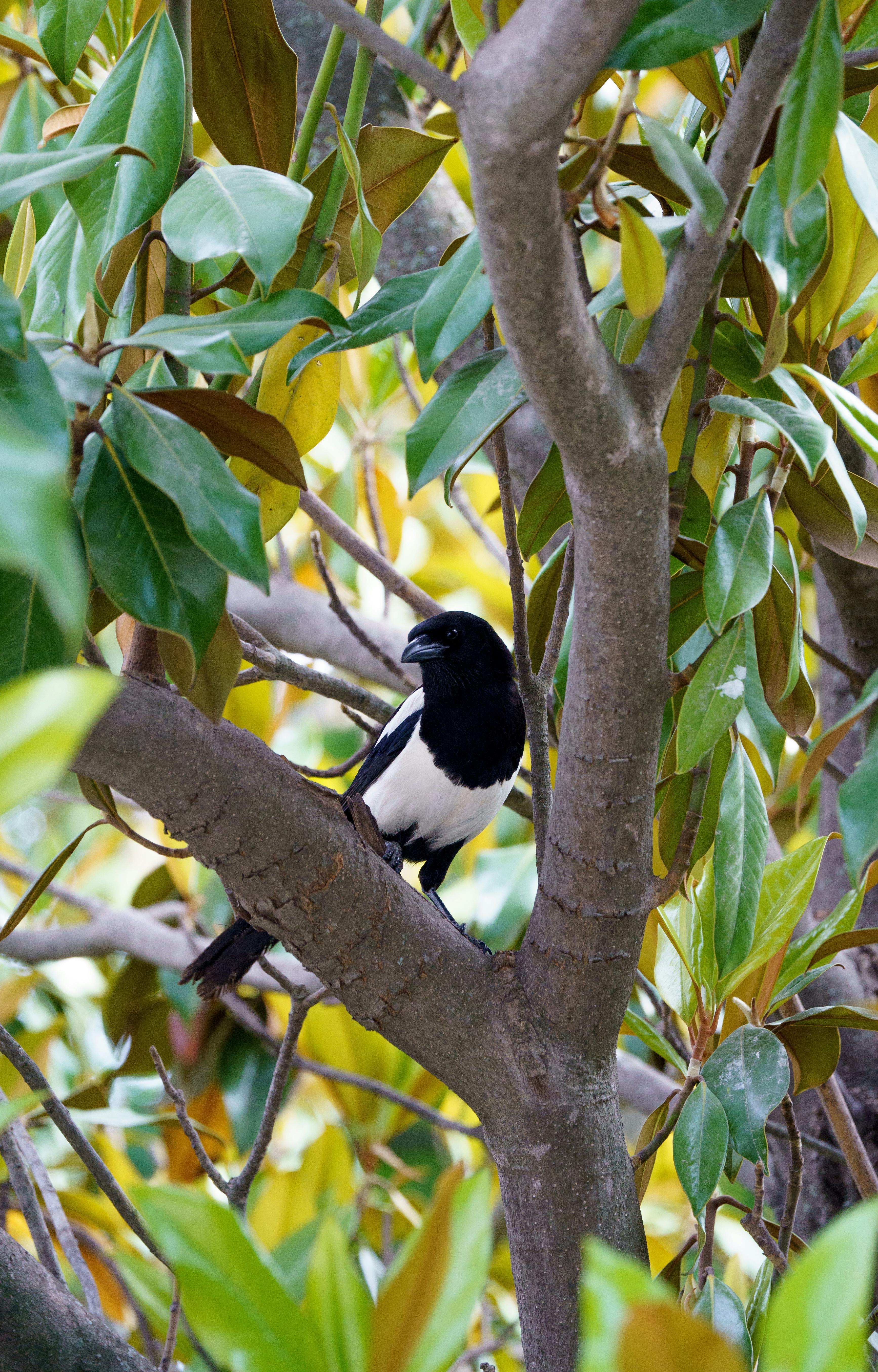 magpie on tree