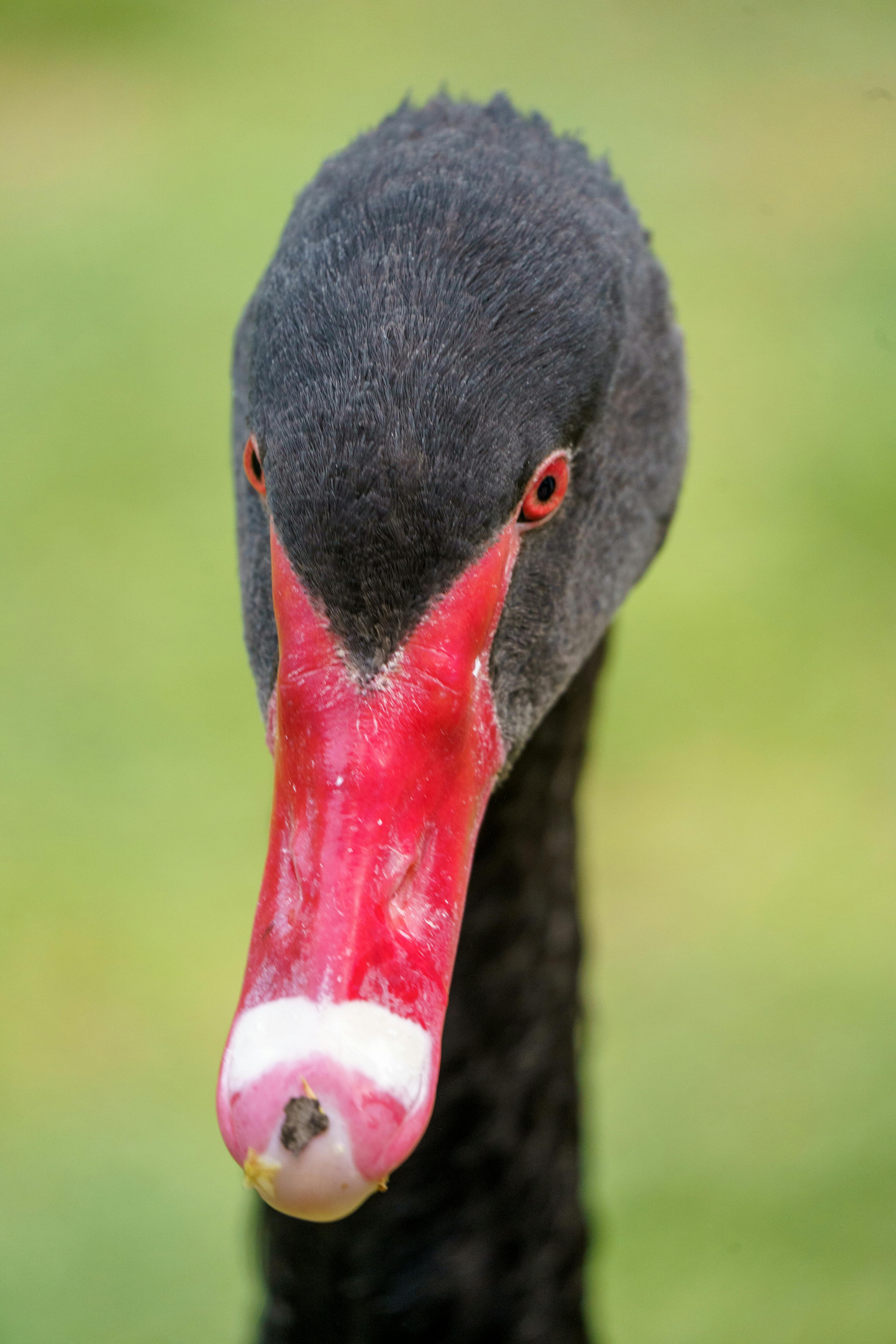 black swan linkedin headshot